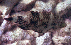 Cheilinus chlorourus 00189.JPG