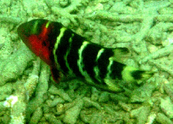 Cheilinus fasciatus 00190.JPG