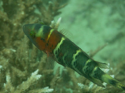 Cheilinus fasciatus 00241.JPG