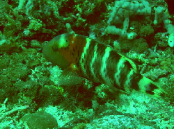 Cheilinus fasciatus 00523.JPG