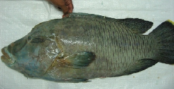 Cheilinus undulatus Humphead wrasse, Yaya Gerard 1.jpg