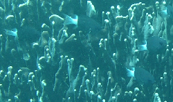 Chromis margaritifer 00412 .JPG