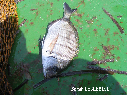 Diplodus sargus by Semih LEBLEBICI.JPG