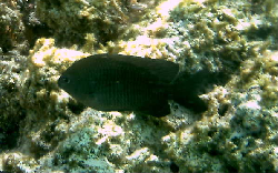 DuskyDamselfish.JPG