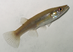 Fundulus_jenkinsi_fm.jpg