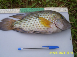 Geophagus_brasiliensis_2.JPG