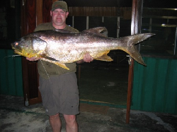 Giant Threadfin (kapiteinsvis).jpg