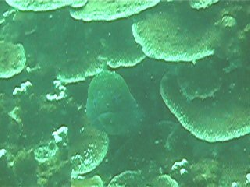 Gymnothorax javanicus 00227.jpg