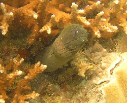 Gymnothorax javanicus 00251.JPG