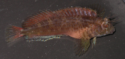 Hypleurochilus multifilis.jpg