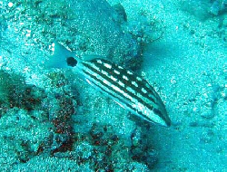 Lutjanus decussatus Checkeredsnapper.jpg