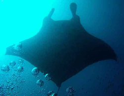 Manta birostris4.jpg