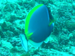 P2030147 Acanthurus leucosternon.JPG