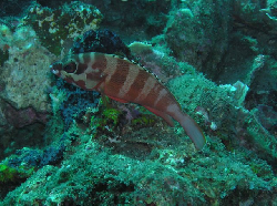 P6190062 Epinephelus fasciatus x1.JPG