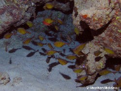 PER13 Pempheris schwenkii PB138426.jpg