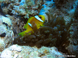 PER21 Amphiprion bicinctus P1016553.jpg