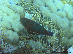 PER23 Scarus niger P1017138.jpg