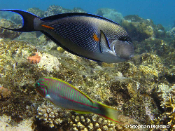 PER29 Acanthurus sohal PB148565.jpg