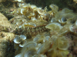 Parablennius pilicornis Jijel 2006 050.jpg