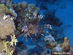 SCO1 Pterois miles  ,juv. P1015281.jpg