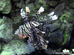 SCO1 Pterois miles PB179471.jpg