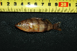 Serranus hepatus-Oreoi-6DEC06-249.jpg