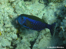 TET3 Ostracion cyanurus P1018024.jpg