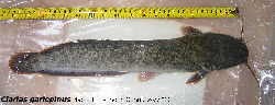 clarias1.jpg