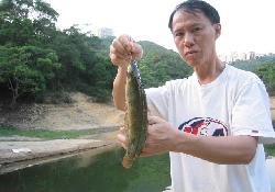 clarias_fuscus_02.JPG