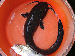 eeltail catfish.jpg