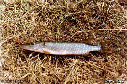 esox_lucius_.jpg