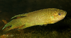 marcopodus_hongkongensis_fishbase.jpg