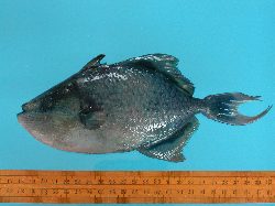 odonus niger.JPG