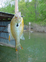 redbreasted sunfish.jpg