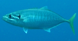 yellowtail scad.JPG