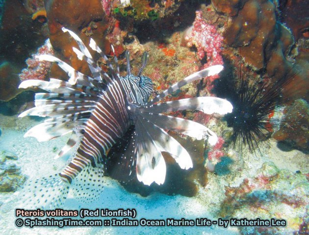 ../tools/UploadPhoto/uploads/01_Pterois_volitans_(Red_Lionfish).jpg