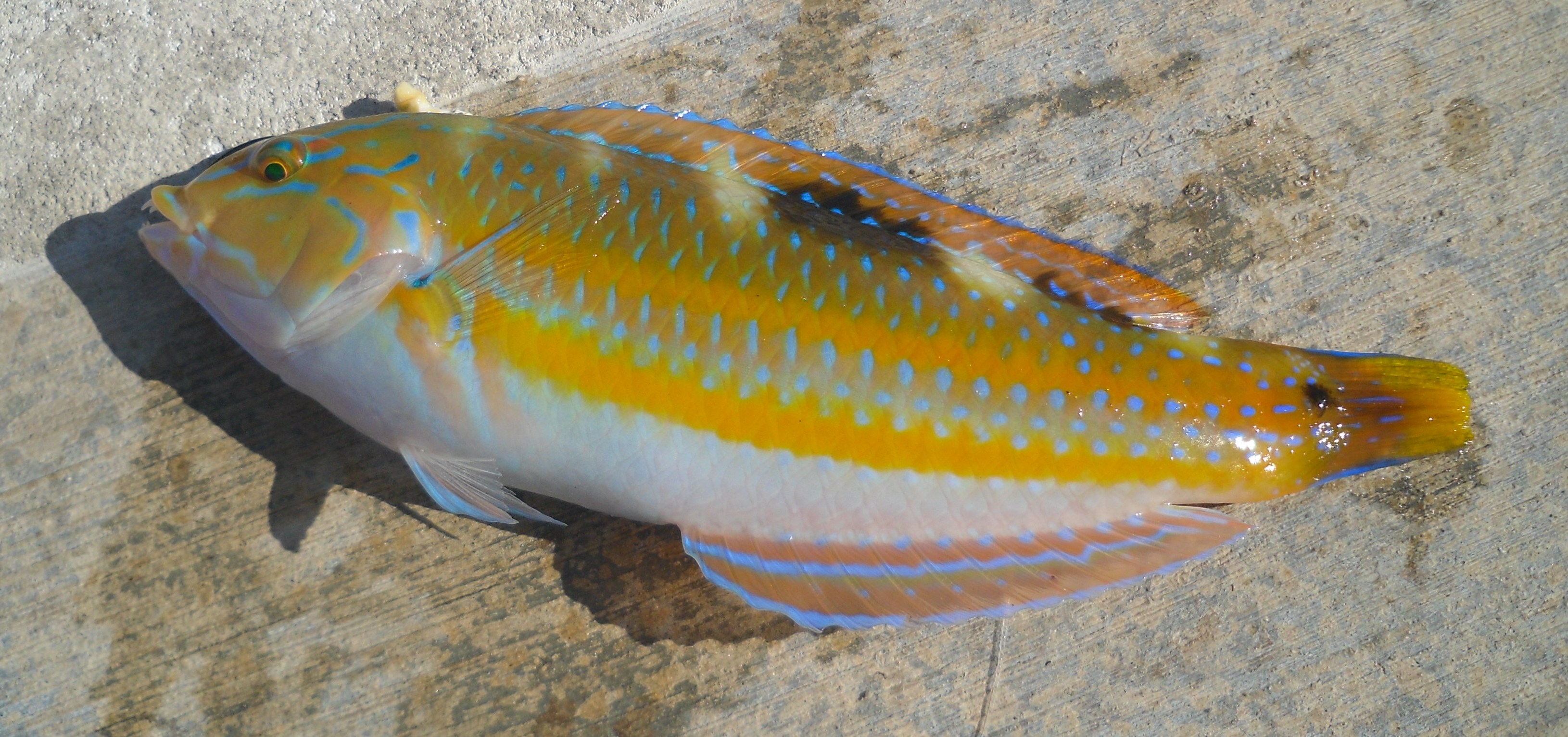 ../tools/UploadPhoto/uploads/042612PuddingwifeWrasse.jpg