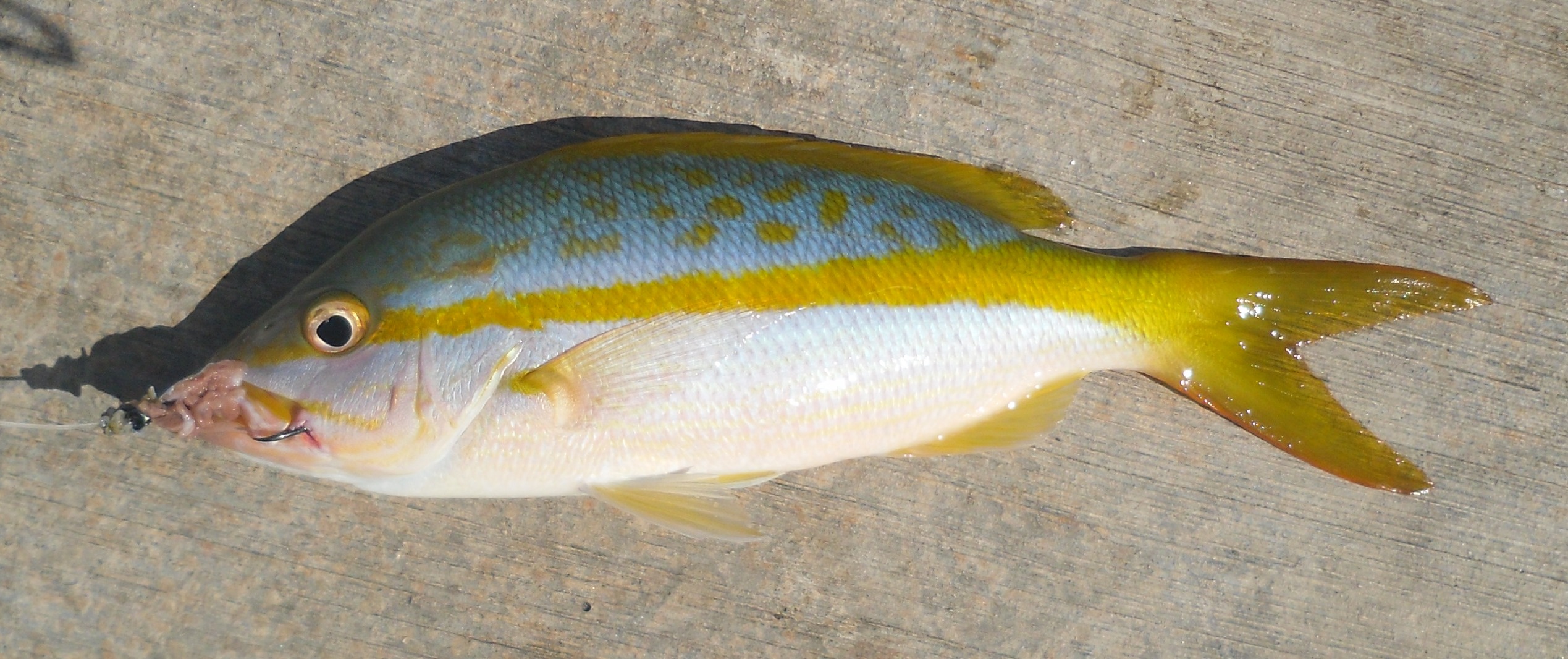 ../tools/UploadPhoto/uploads/042612YellowtailSnapper.jpg