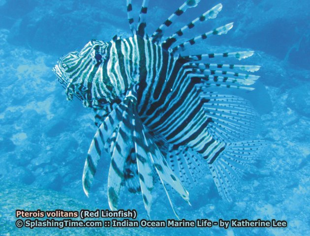 ../tools/UploadPhoto/uploads/04_Pterois_volitans_(Red_Lionfish).jpg