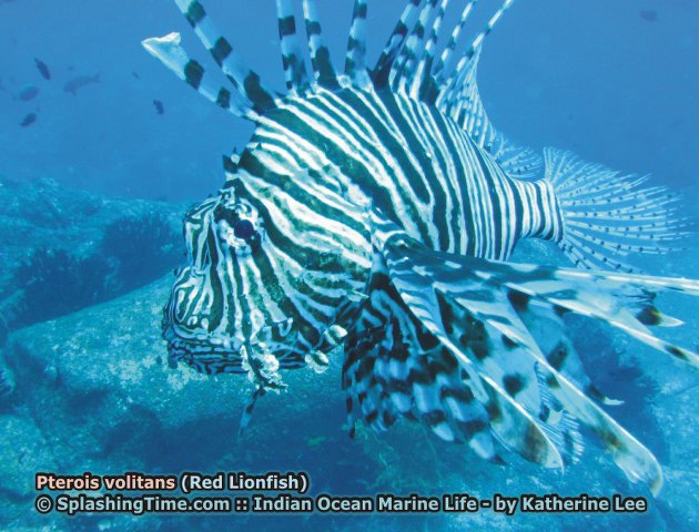 ../tools/UploadPhoto/uploads/05_Pterois_volitans_(Red_Lionfish).jpg