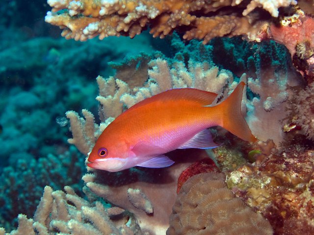 ../tools/UploadPhoto/uploads/075-2_P7202551_Pseudanthias_taeniatus_female.jpg