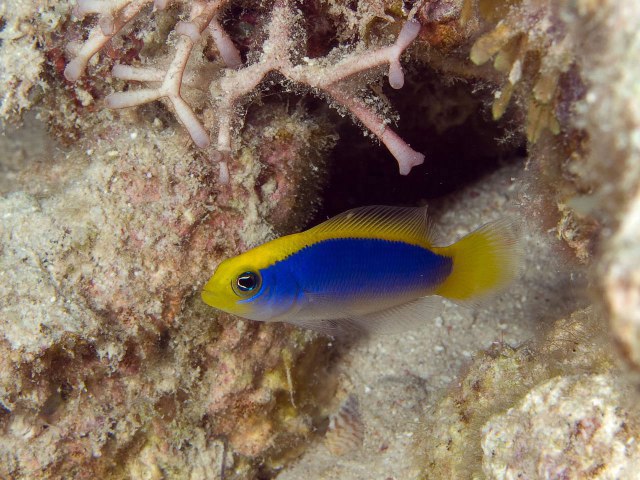 ../tools/UploadPhoto/uploads/079-2_P7021849_Pseudochromis_flavivertex.jpg