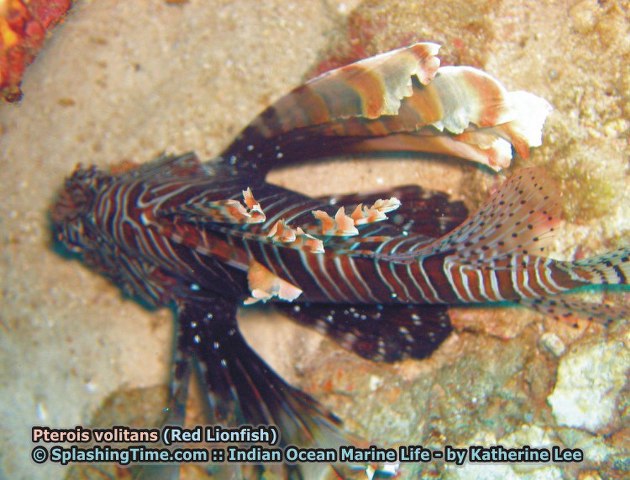 ../tools/UploadPhoto/uploads/10_Pterois_volitans_(Red_Lionfish).jpg