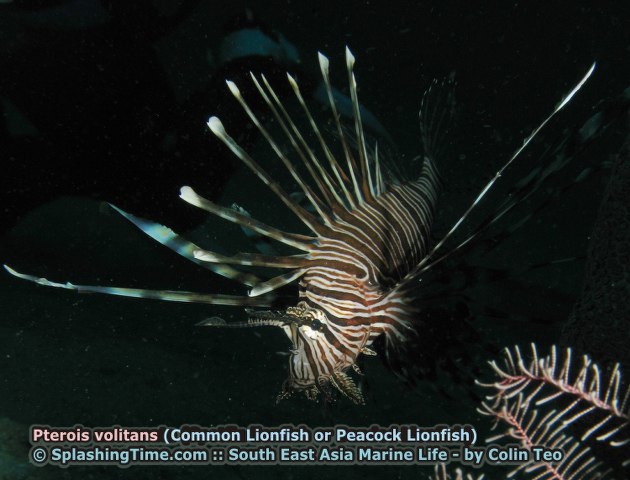 ../tools/UploadPhoto/uploads/15_Pterois_volitans_(Red_Lionfish).jpg