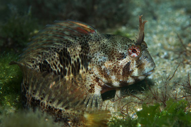 ../tools/UploadPhoto/uploads/2008_09_08_blennius_tentacularis_01.jpg