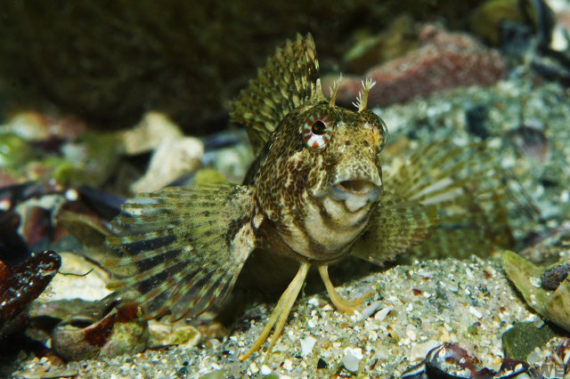 ../tools/UploadPhoto/uploads/2008_09_08_blennius_tentacularis_03.jpg