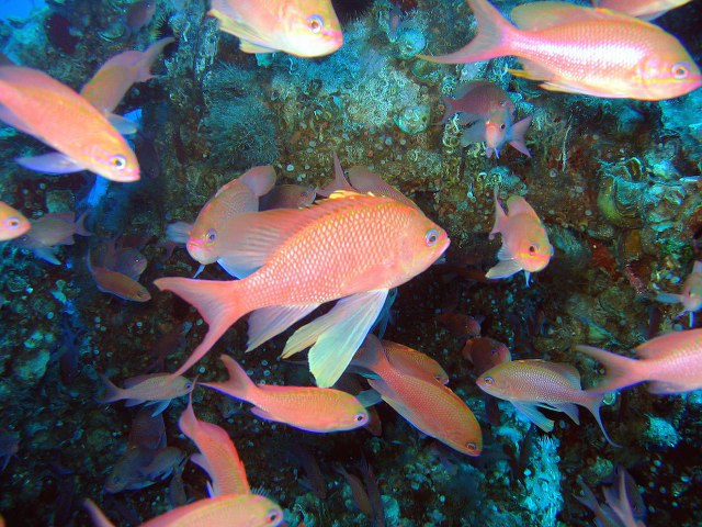 ../tools/UploadPhoto/uploads/A.anthias.jpg