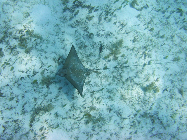 ../tools/UploadPhoto/uploads/Aetobatus_narinari_Praslin2010_8289_ok_.JPG