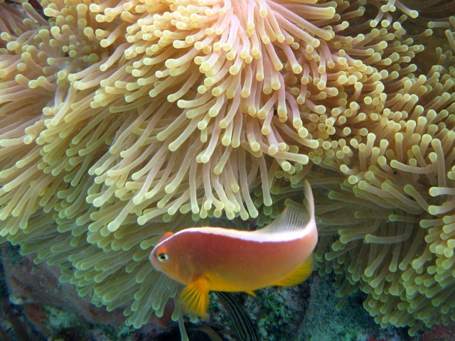 ../tools/UploadPhoto/uploads/Amphiprion_akallopisos_Curieuse2010_8422_v.JPG