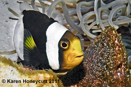 ../tools/UploadPhoto/uploads/Amphiprion_polymnus_(Saddleback_Anemonefish)_with_eggs_Wakatobi_Indonesia.jpg